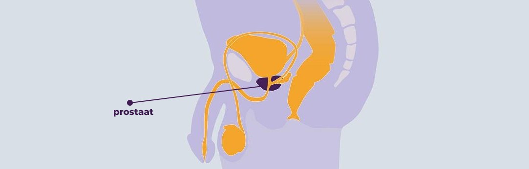 Prostaat, De Mannelijke G-Spot 1